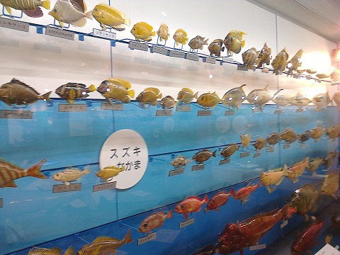 Cute fish waiting for us at the Sakaiminato Sea and Life Museum