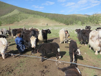 Yak milking in the Orkhon Valley