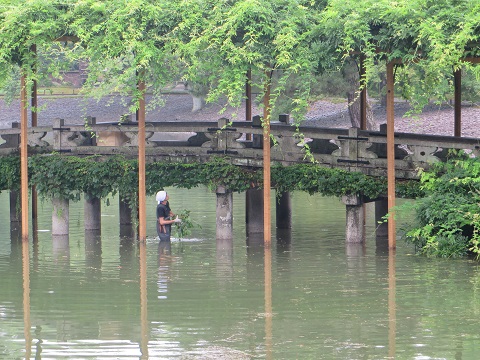 Workers cleaning the pond in Sentō Imperial Palace, Kyoto