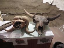 Skulls in Underground Laboratory Yakutsk